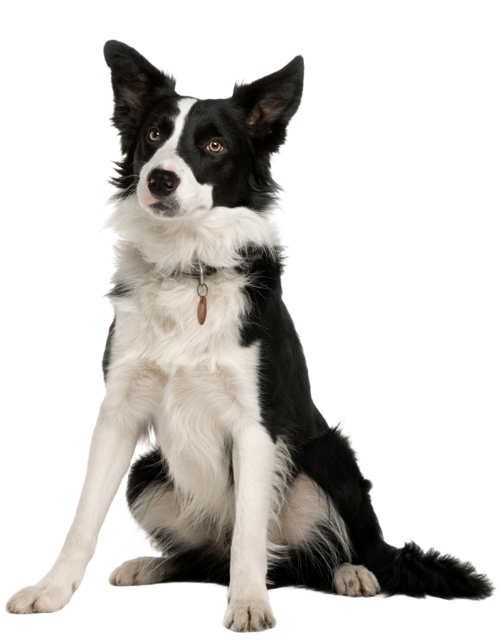 a black and white dog