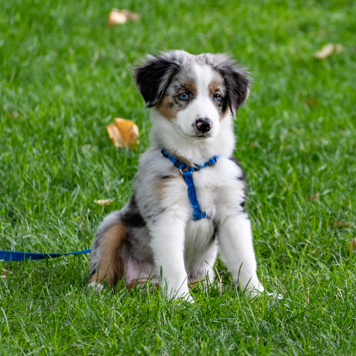 dog in the grass
