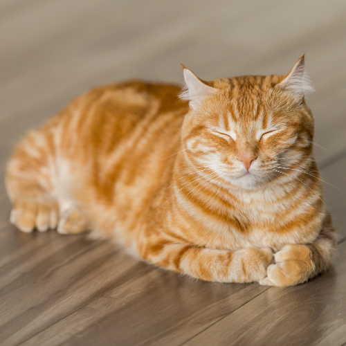 orange cat