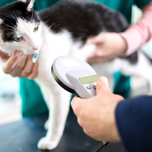 microchipping