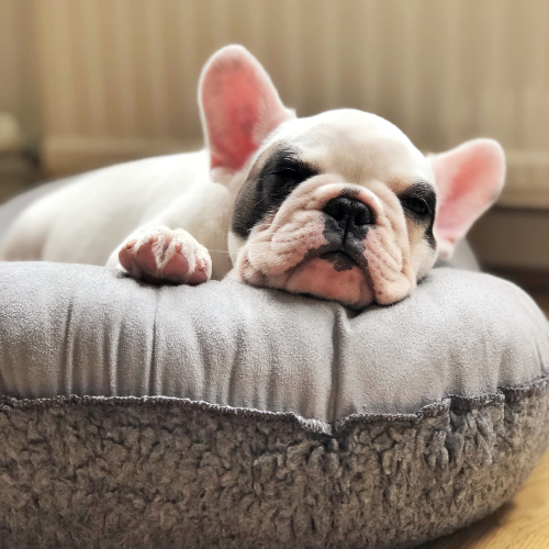 dog in a bed