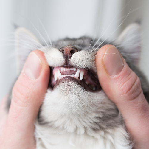 a cat getting it's teeth checked
