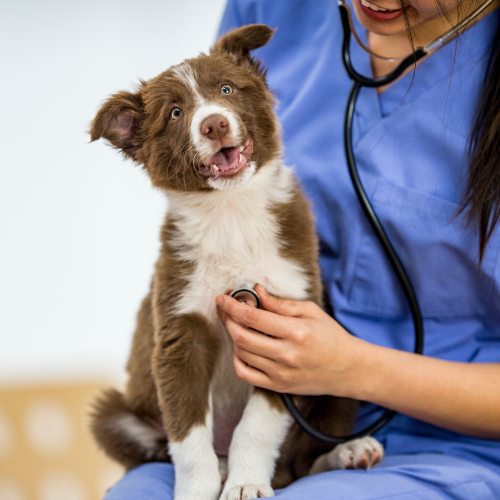 a puppy getting it's heart rhythm listened to by a vet