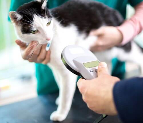 a vet checking dog digital x-ray
