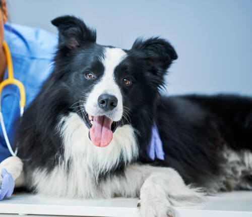 a dog checked by vet