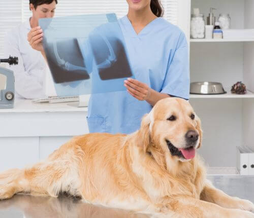 dog after surgery