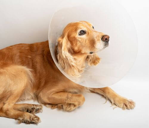a cat checked by vet for microchipping
