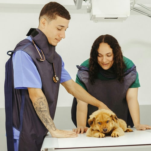 vet team doing xray on a dog