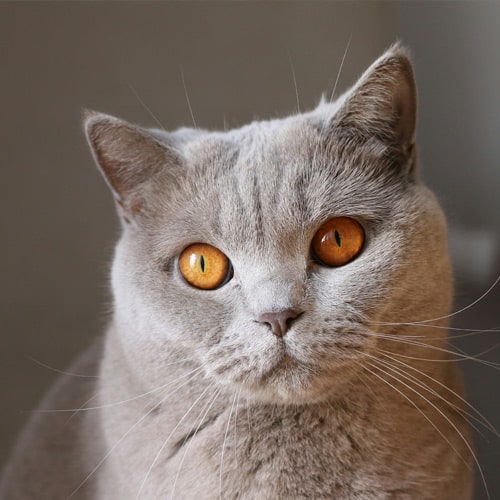 Red eyed cat
