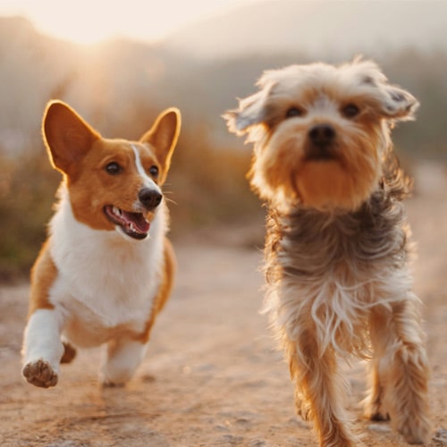 2 dogs playing