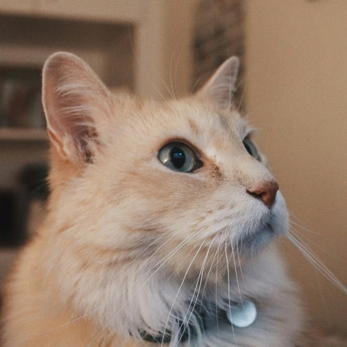Anxious cat