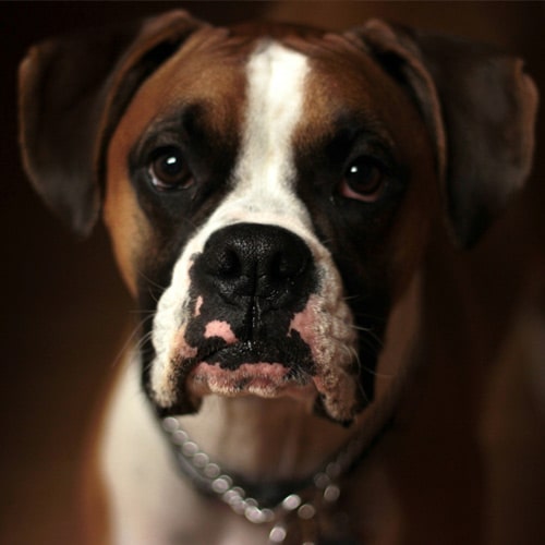 Dog Dog