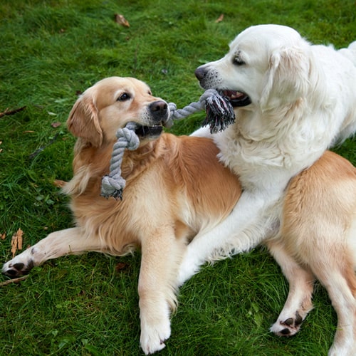 2 dogs playing