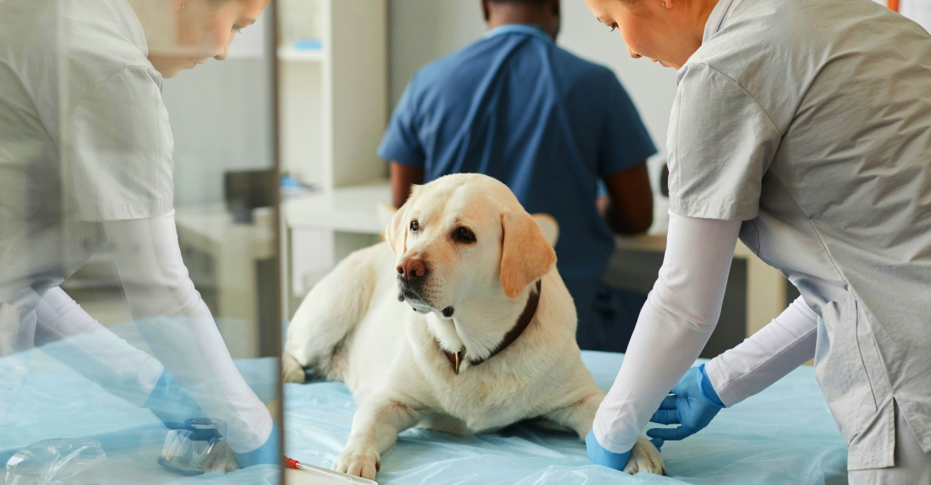 Pet Spay & Neuter In Vernon, CT | Town & Country Veterinary Associates