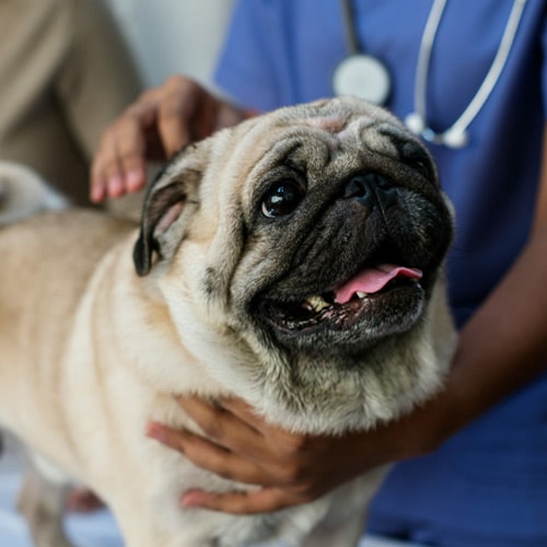 Dog getting cared for radiology