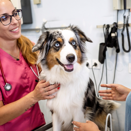 vet team examining a dog