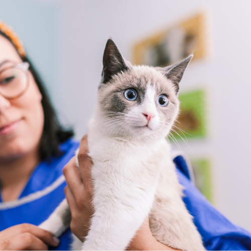 vet tech wearing x-ray vest holding a cat