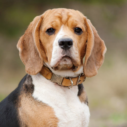 beagle dog sitting outside