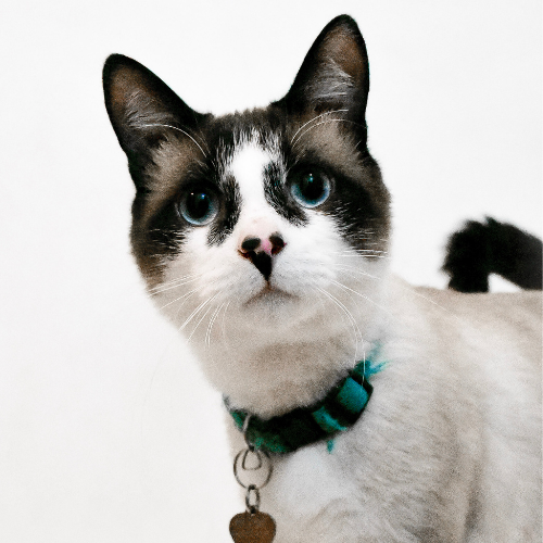 internal medicine black and white snowshoe cat