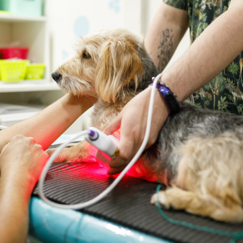 laser therapy (2) dog getting laser therapy treatment