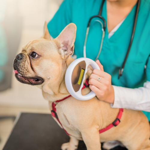 microchipping vet scanning a dogs microchip