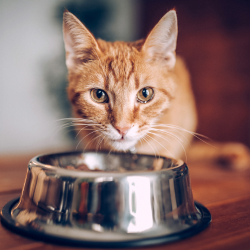nutritional counseling (1) cat eating from a bowl