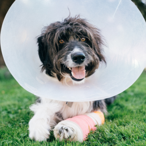 dog wearing a cone and a leg bandage