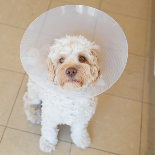 dog wearing a cone