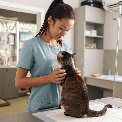 Pet-wellness-Why-are-wellness-exam Pet-wellness-Why-are-wellness-exam