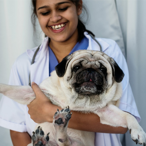 Why-Pet-Dental-Care-Matters-section Why-Pet-Dental-Care-Matters-section