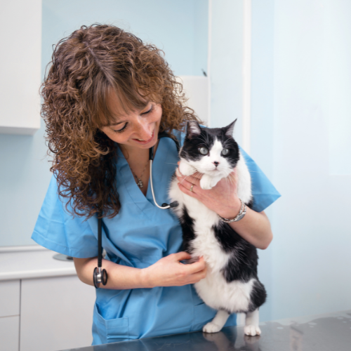 female vet examining a cat