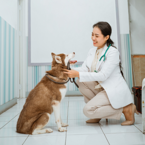 female vet vet examining a dog