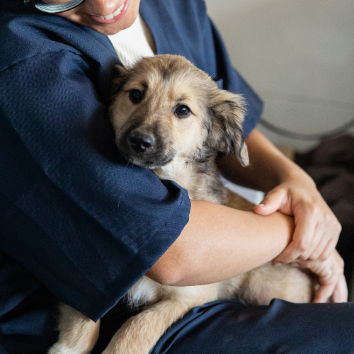 woman holding a puppy