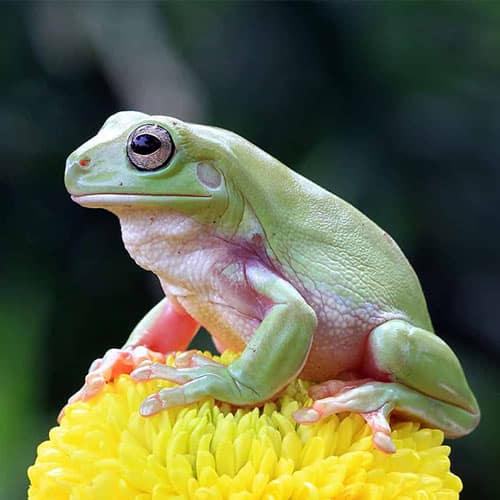 frog sitting on flower
